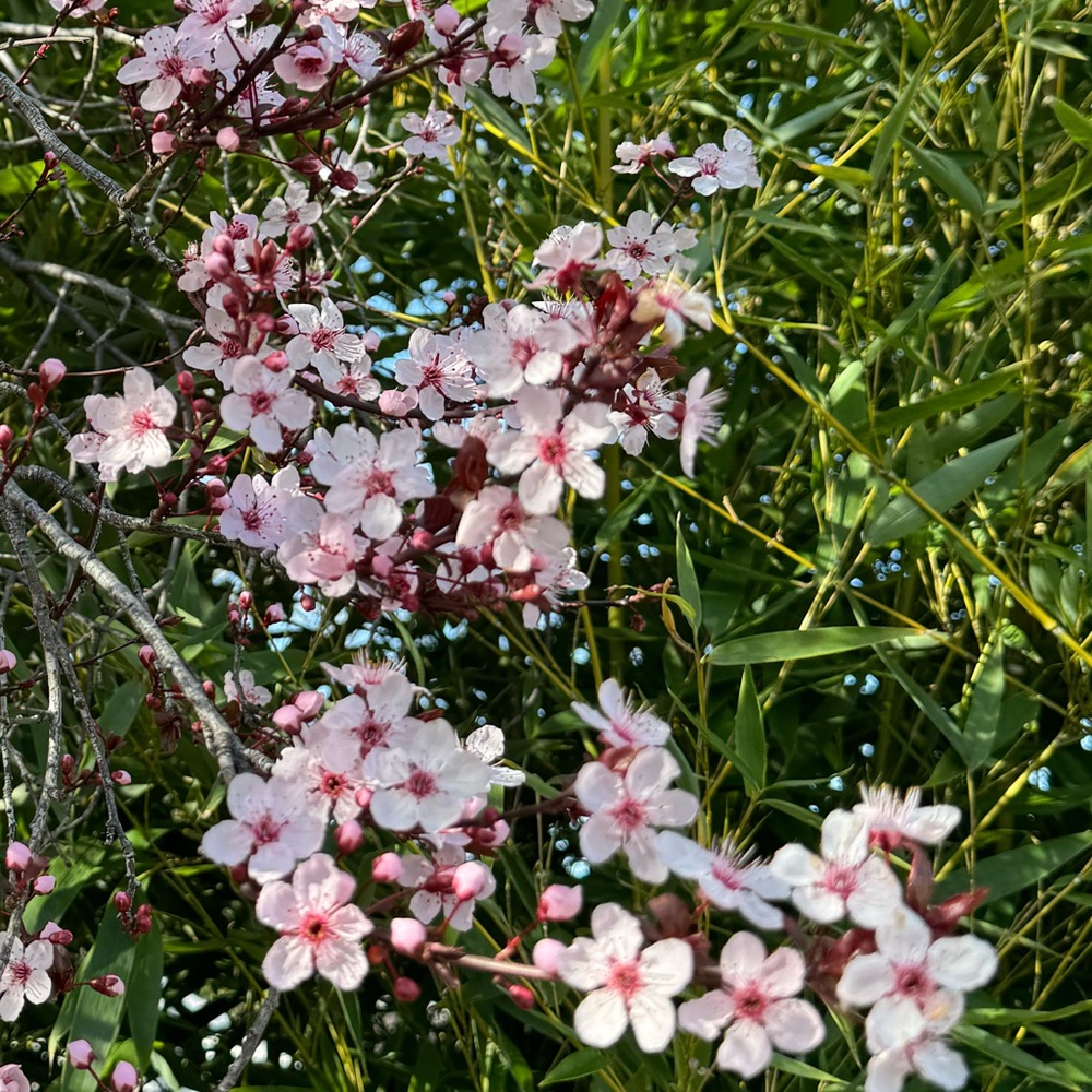 Meet your Posher, Carol